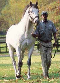 Horse and leader