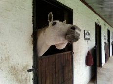 Horse in stable